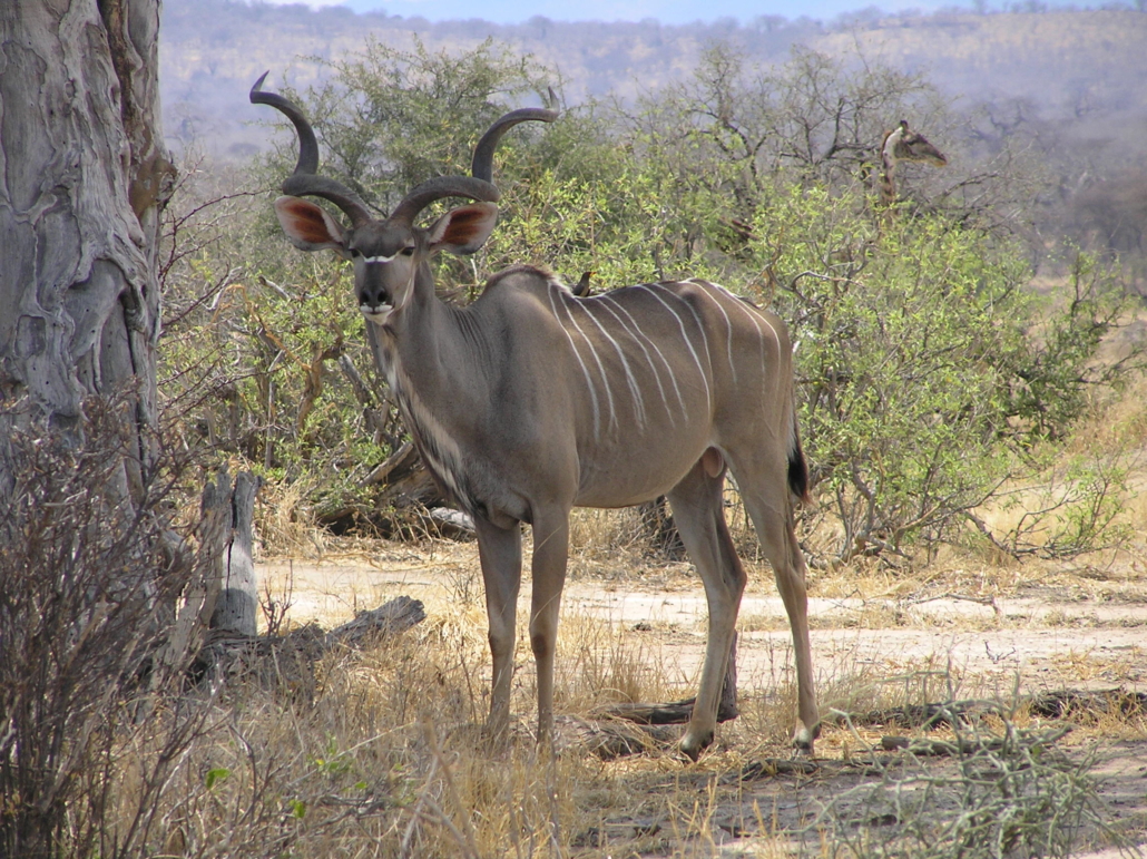 TSAVO NATIONAL PARKS