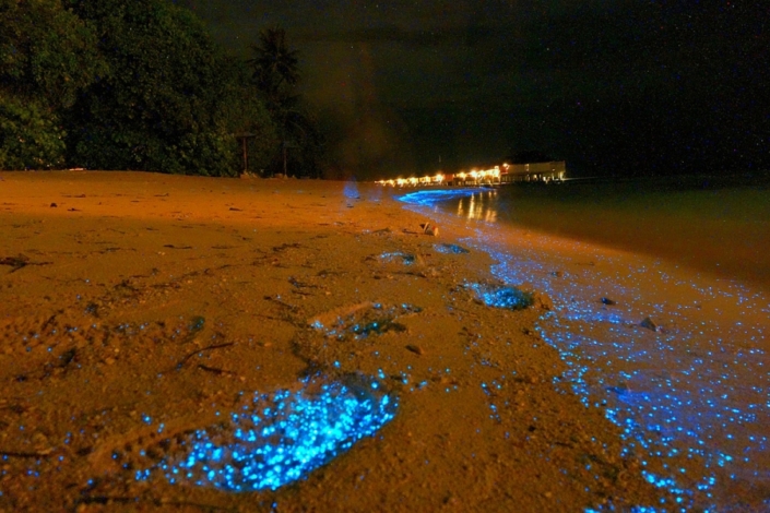 sea of stars vaadhoo maldives