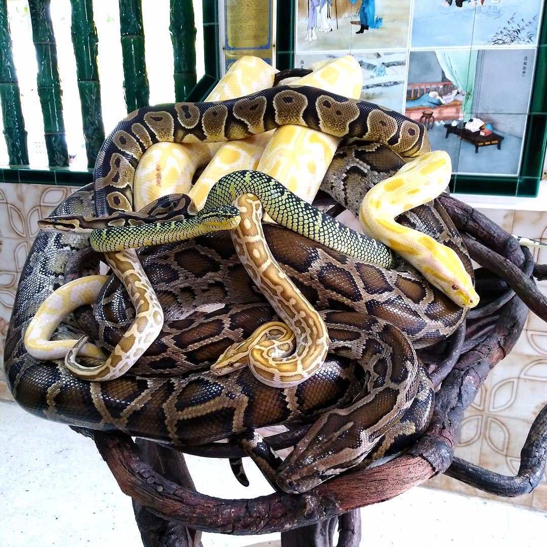 Berwisata Ke Snake Temple Malaysia Yang Di Penuhi Dengan Ular Berbisa