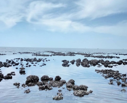 5 Wisata Pantai Probolinggo Yang Keindahannya Buat Kamu Tidak Ingin Pulang